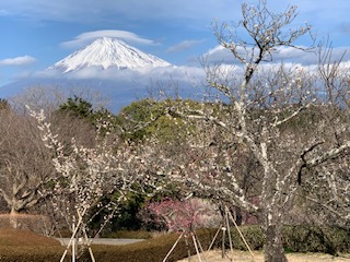 富士山と梅　岩本山1